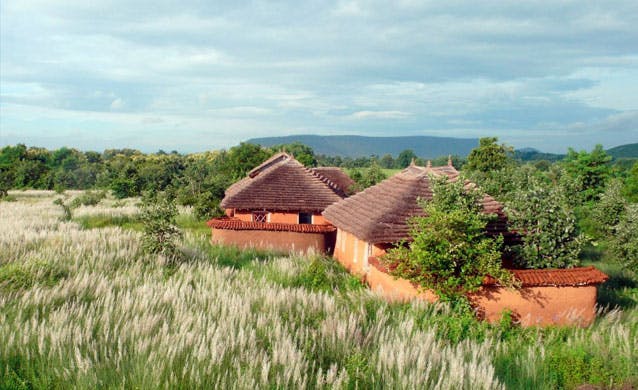 Safari At Toria