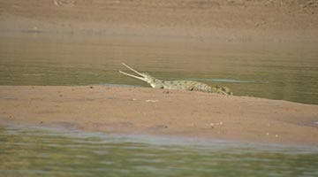 across-the-gangetic-plain-and-beyond-04