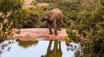 Amakhala-Game-Reserve-01