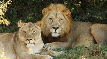 Amakhala-Game-Reserve-02-safari-beach