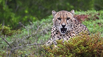 Amakhala-Game-Reserve-02