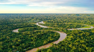 amazon-jungle-roma