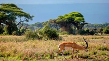 amboseli-lege