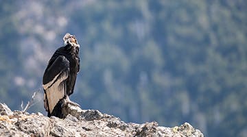 Andean-condor-gala