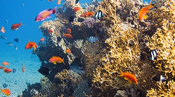 Aqaba-Red-Sea-sfun