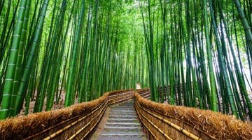 arashiyama-bamboo-forest-sumo