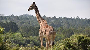 arusha-03-tabfAk