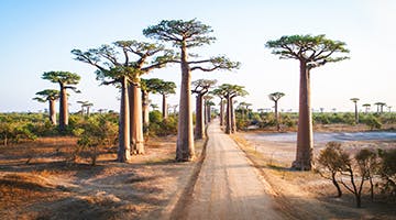 baobab-avenue-west