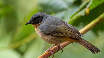 Black-eared-Hemispingus-adv.