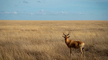 Central-Serengeti-01-hij-l