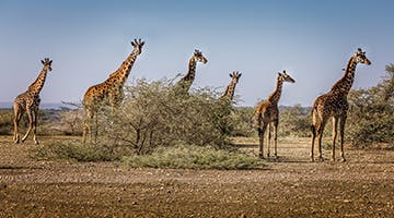 central-serengeti-02-emkr