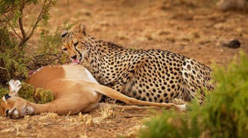 Central-Serengeti-02-ttaraiol