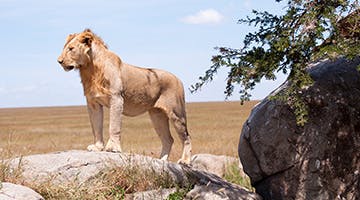 central-serengeti-03-embra