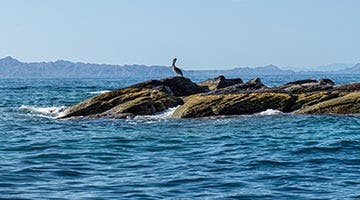 Coronado-02