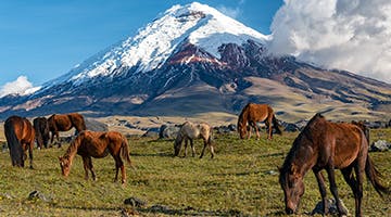 Cotopaxi-National-Park-gala