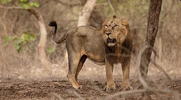 deccan-odyssey-hidden-treasures-of-gujarat-06