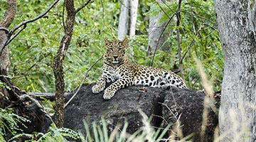 deccan-odyssey-maharashtra-wild-trail-06