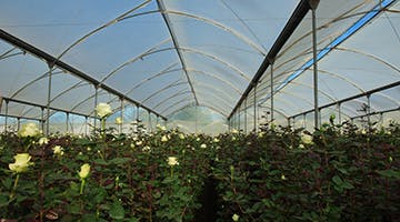 Ecuadors-world-famous-roses-farm-gala