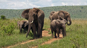 elewana-connoisseur-safari-06