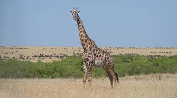 elewana-connoisseur-safari-07
