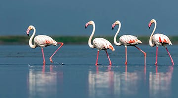 flamingos-chilka-lake-trbal