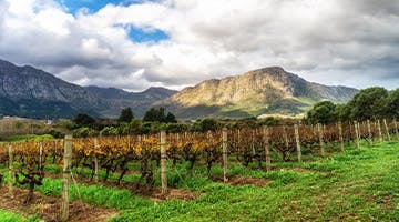 franschhoek_winetram_babylonstoren_farm_02