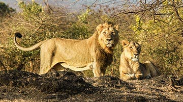 glorious-gujarat-08