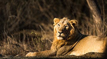 glorious-gujarat-09