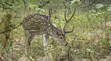glorious-gujarat-10