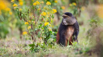 golden-monkey-trek-vvh