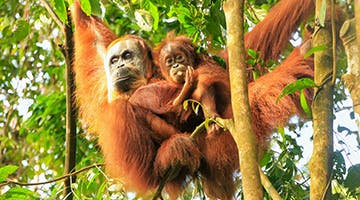 gunung-leuser-national-park-suam