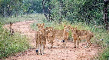 kapama-game-Reserve-01-RES