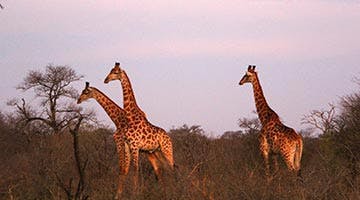 kapama-game-Reserve-02