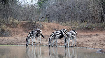 kapama-game-Reserve-03