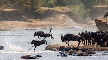 kenya-classic-03