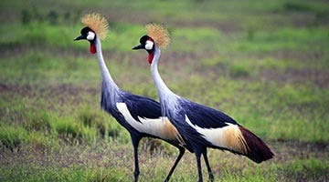 kenya-classic-06