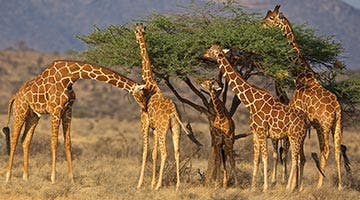kenya-horizon-02