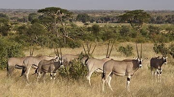 kenya-horizon-04