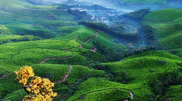kerala-tea-and-spice-country-04