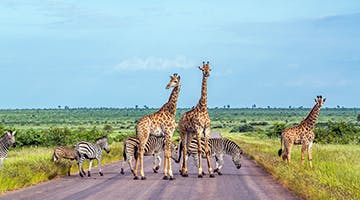 kruger-national-park-0222