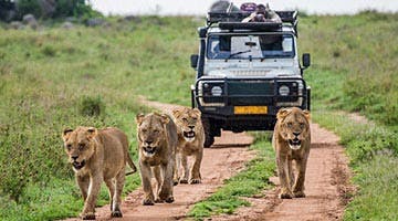 kruger-wildlife-safari-02