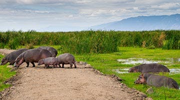 lake-manyara-national-park-01-tafa2
