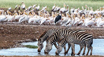 Lake-Manyara-National-Park-01-ttarua