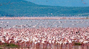 lake-nakuru-01-gigone