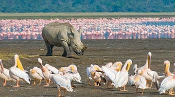 lake-nakuru-01-lake