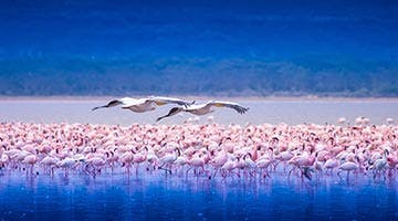Lake-Nakuru-01-ok