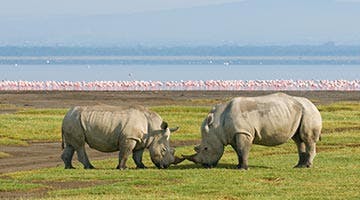 lake-nakuru-02-big3