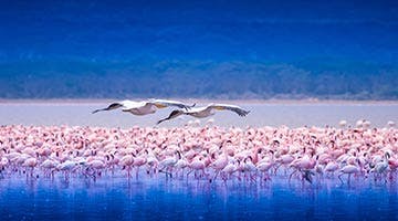 lake-nakuru-02-sub
