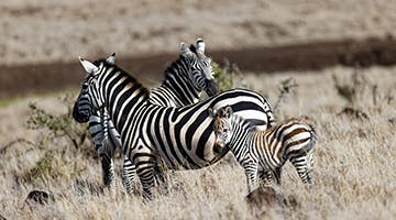 lewa-conservancy-lege