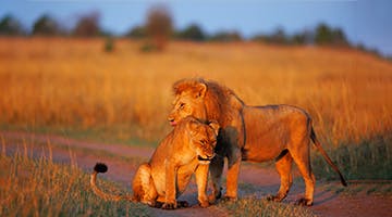 lion-or-rhino-sighting-kenya-sky